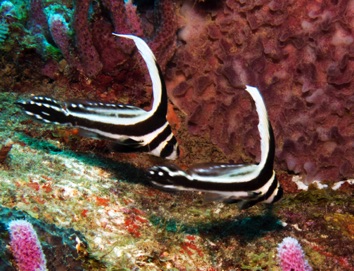Juvenile Drums